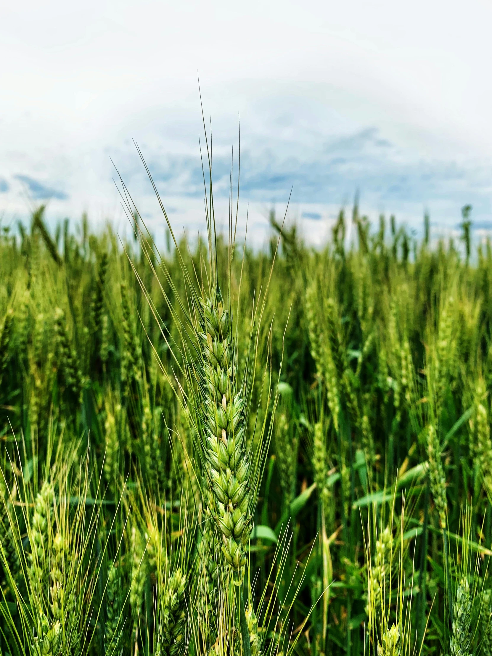 a field of green wheat with a blue sky in the background, by Adam Marczyński, unsplash, multiple stories, background image