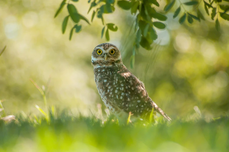 a small owl standing on top of a lush green field, slide show, speckled, sitting on green grass, featured