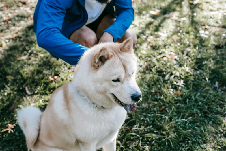 a brown and white dog sitting on top of a lush green field, by Julia Pishtar, trending on unsplash, shin hanga, photo of a man, husky, sydney park, ginko showing a new mushi