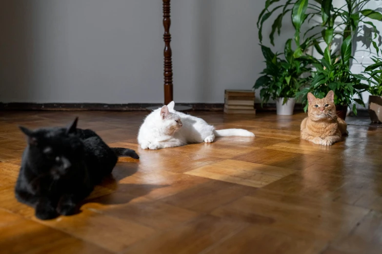 two cats laying on the floor next to a potted plant, unsplash, wooden parquet, light source from the left, three animals, in their noble mansion