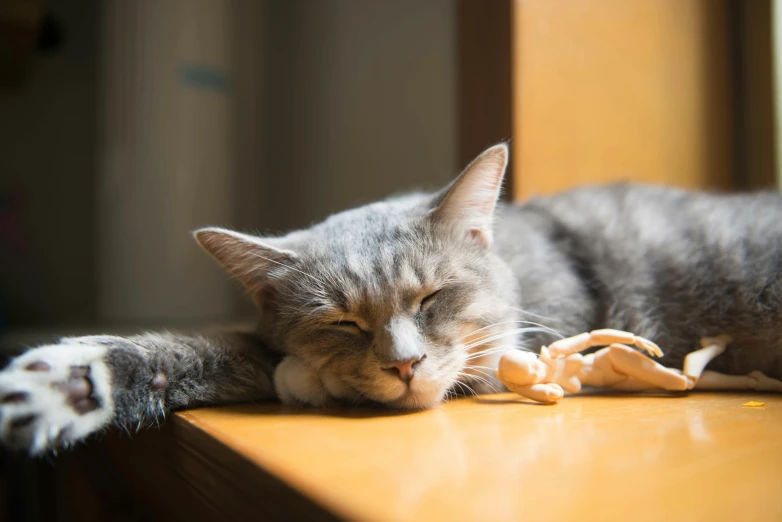 a cat that is laying down on a table, by Julia Pishtar, pexels contest winner, happily tired, cuddling her gremlings, lying on bones, early in the morning