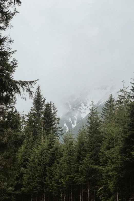 a forest filled with lots of trees next to a snow covered mountain, a picture, by Daarken, foggy day outside, overcast gray skies, looking out, looking down