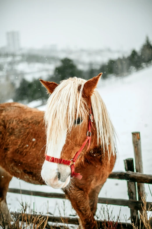 a brown and white horse standing next to a wooden fence, pexels contest winner, snowy day, blond, today\'s featured photograph 4k, wearing a red turtleneck sweater