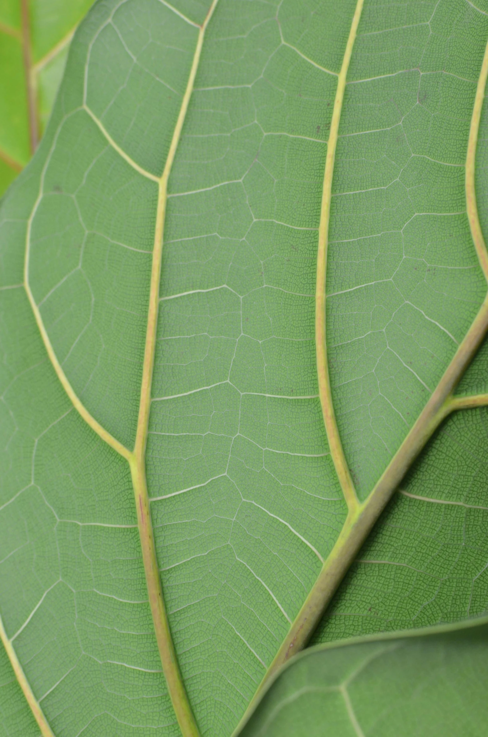 a close up of a leaf on a plant, huge ficus macrophylla, paul barson, magnolia stems, panels