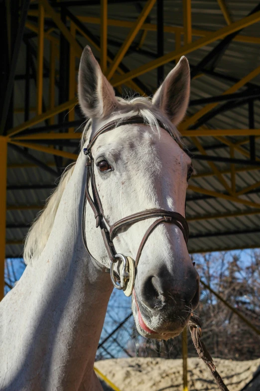 a close up of a horse wearing a bridle, pexels contest winner, pale grey skin, doing a majestic pose, today\'s featured photograph 4k, square nose