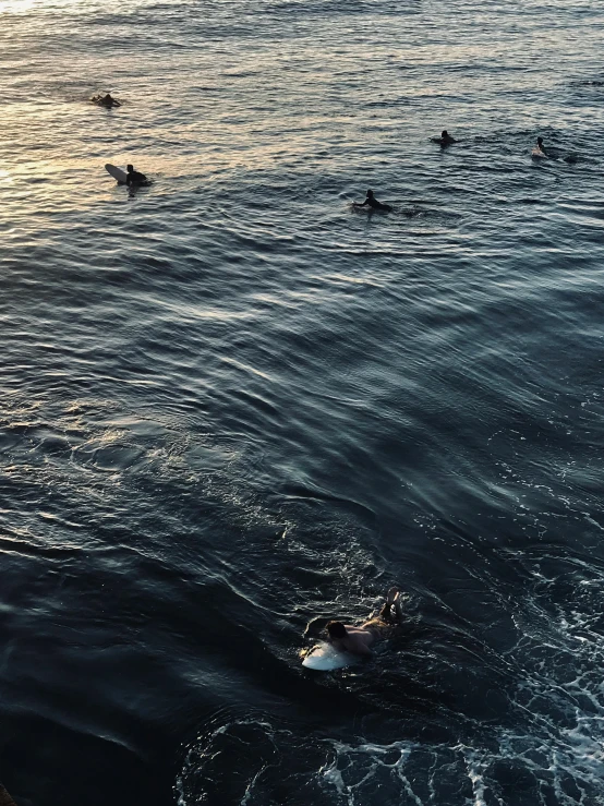 a group of birds flying over a body of water, standing on surfboards, in the evening, zoomed in, bottom of the ocean