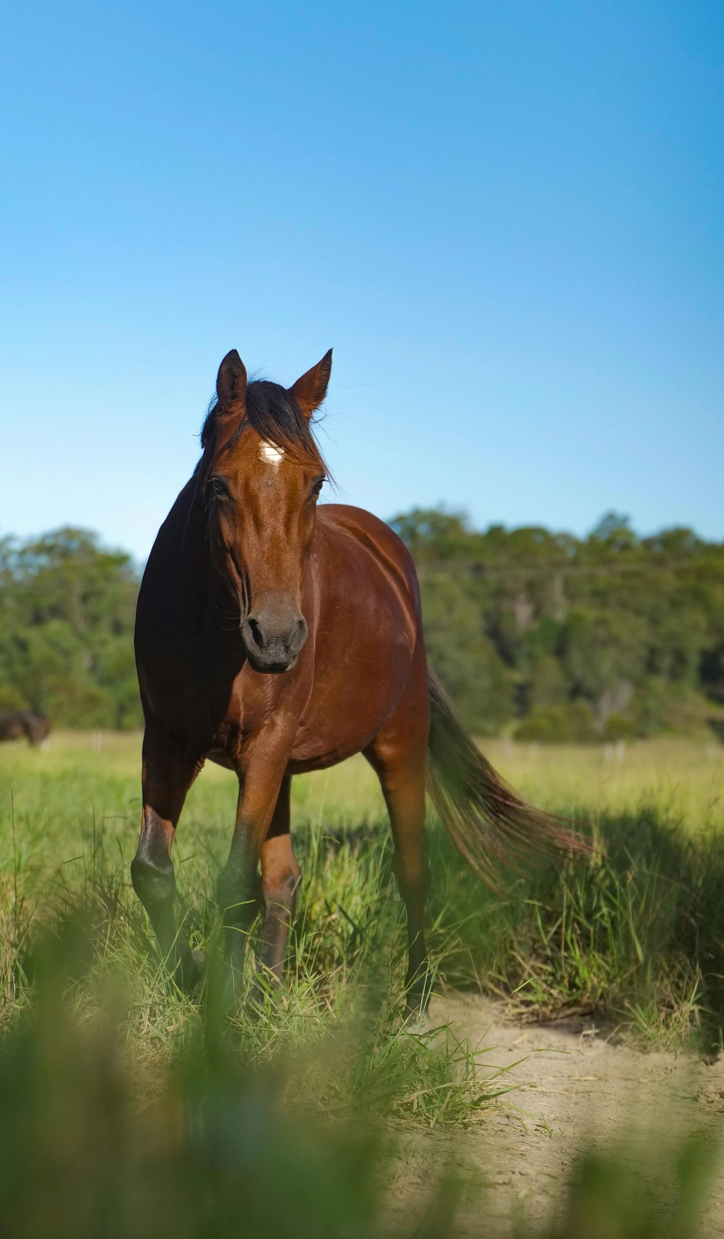 a brown horse standing on top of a lush green field, straya, profile image