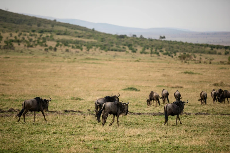 a herd of animals walking across a lush green field, hurufiyya, fan favorite, in africa, high quality photos, panel