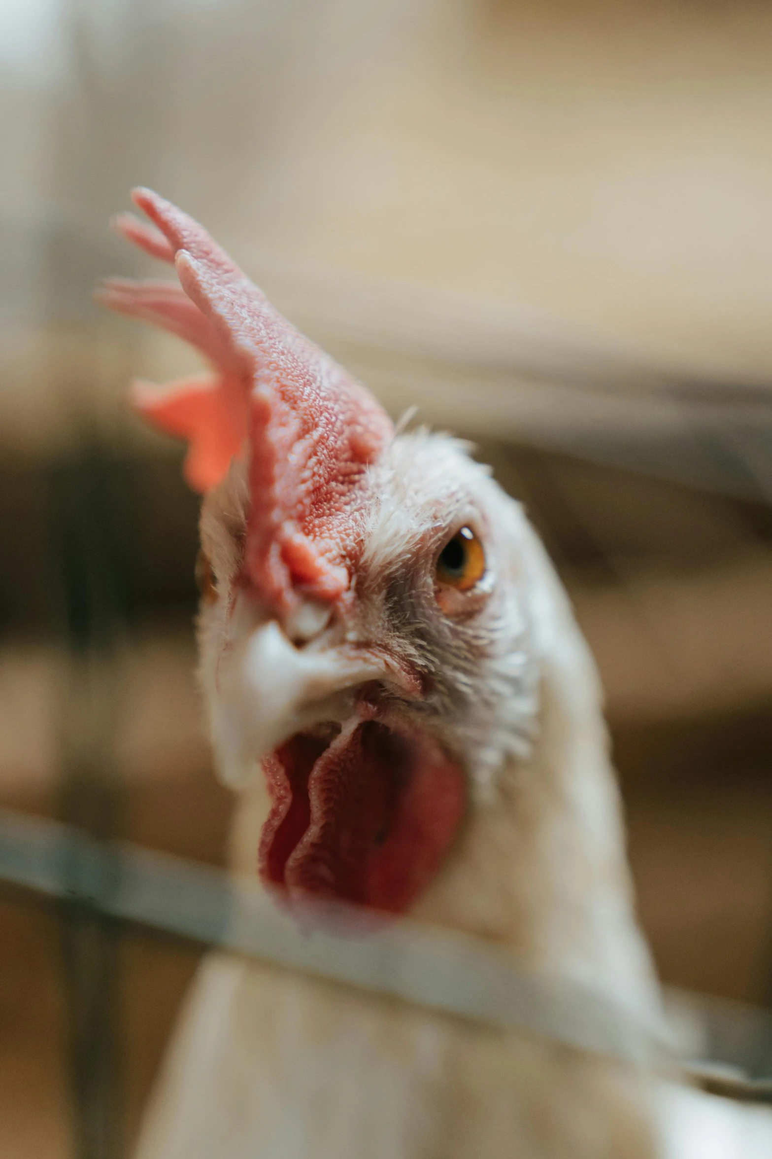 a close up of a chicken in a cage, by Andries Stock, trending on unsplash, closeup. mouth open, pale pointed ears, wide neck, white