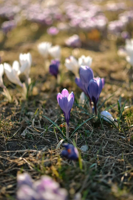 a field full of purple and white flowers, pexels, winter sun, mediumslateblue flowers, on ground, buds