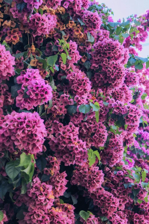 a bunch of purple flowers growing on the side of a building, a colorized photo, inspired by Thomas Struth, unsplash, cotton candy bushes, hyperdetailed!!!, loosely cropped, taken on iphone 14 pro