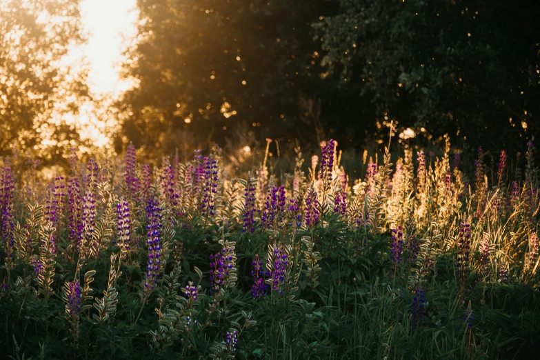 a field of purple flowers with trees in the background, pexels contest winner, golden sunlight, blue and purple plants, midsummer, transparent background