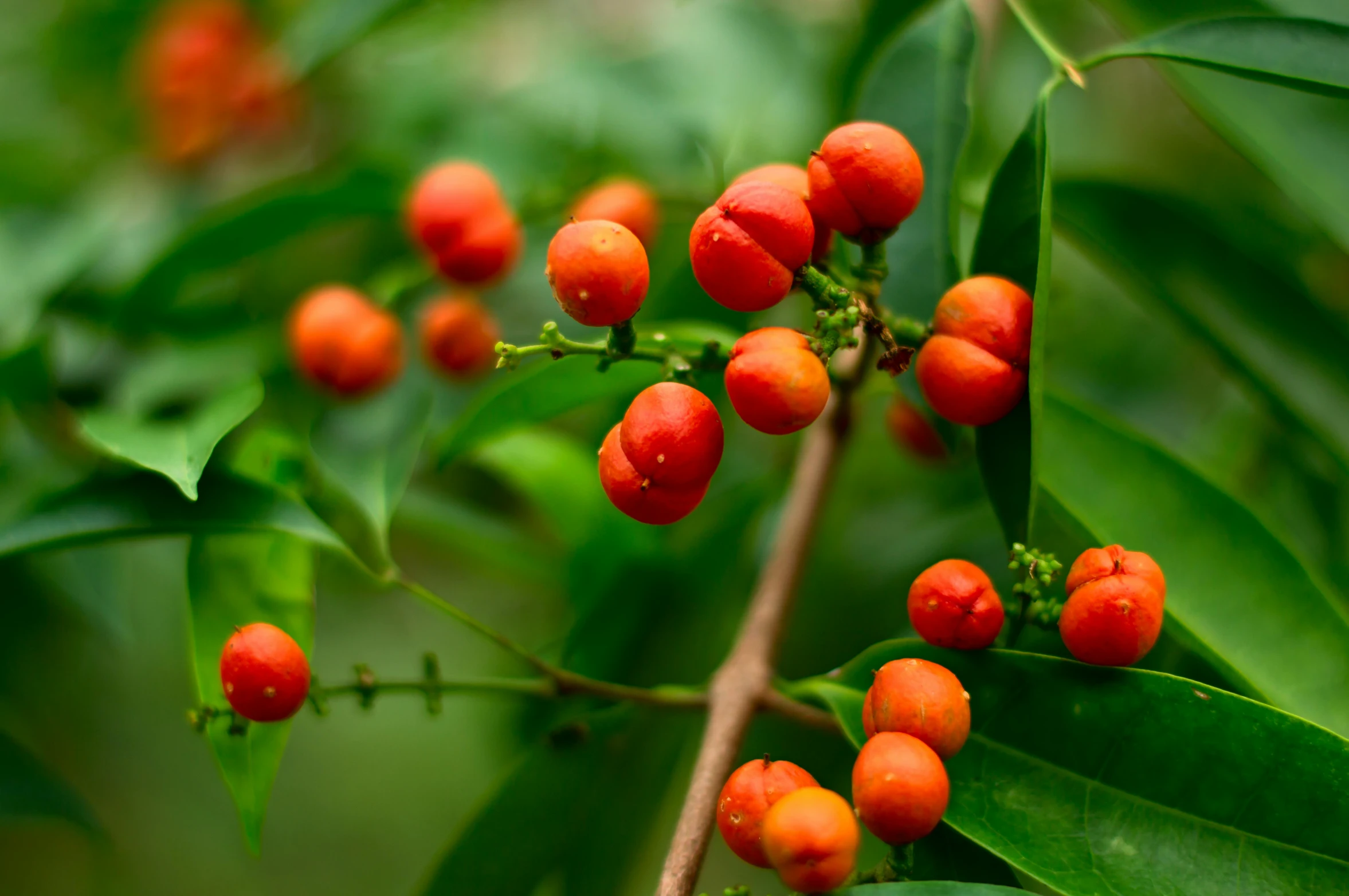 a close up of a bunch of berries on a tree, hurufiyya, vibrant orange, avatar image, thumbnail, tropical houseplants