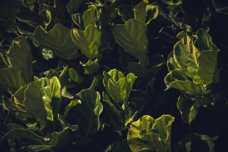 a close up of a plant with green leaves, unsplash, australian tonalism, fig leaves, hedges, evenly lit, yellow and green