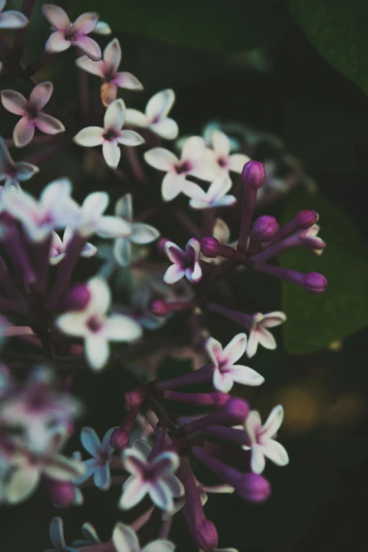 a close up of a bunch of purple and white flowers, trending on unsplash, paul barson, jasmine, night mood, lilacs