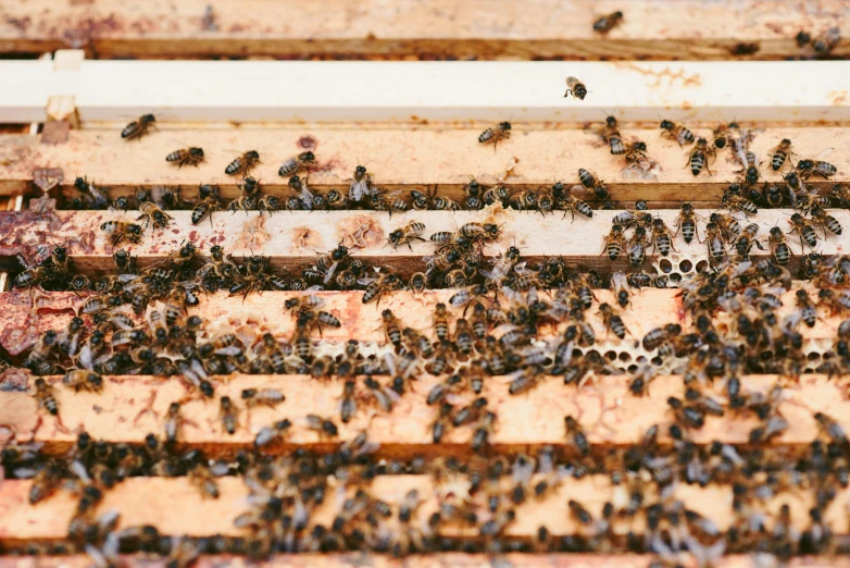 a beehive filled with lots of bees, trending on unsplash, on a wooden tray, 🦩🪐🐞👩🏻🦳, panels, australian