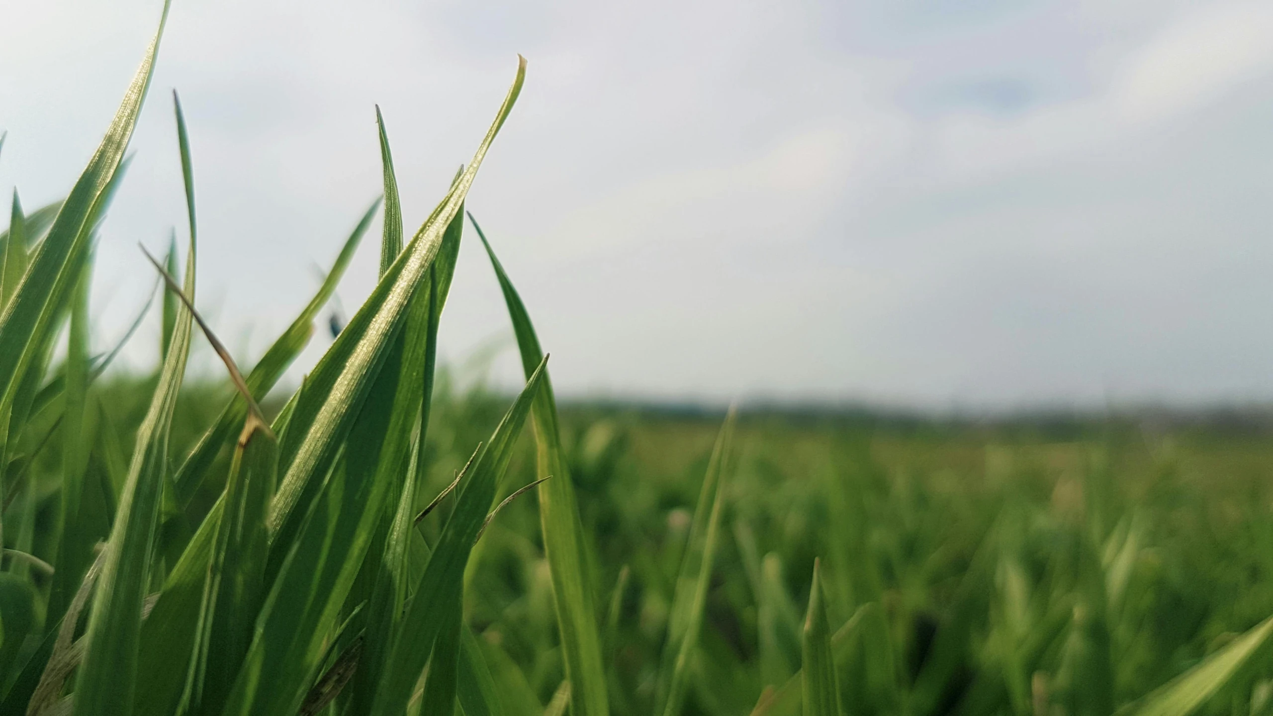 a field of green grass with a blue sky in the background, by Attila Meszlenyi, unsplash, land art, tall corn in the foreground, sustainable materials, extreme close shot, fronds