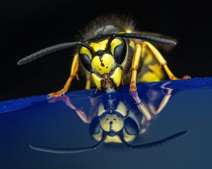 a close up of a wasp on a blue surface, pexels contest winner, hyperrealism, black and yellow colors, mirror and glass surfaces, avatar image, aggressive pose