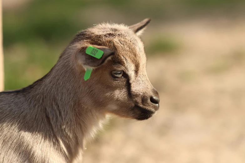 a close up of a goat with a tag on it's ear, trending on pexels, the microchip, handheld, green head, to