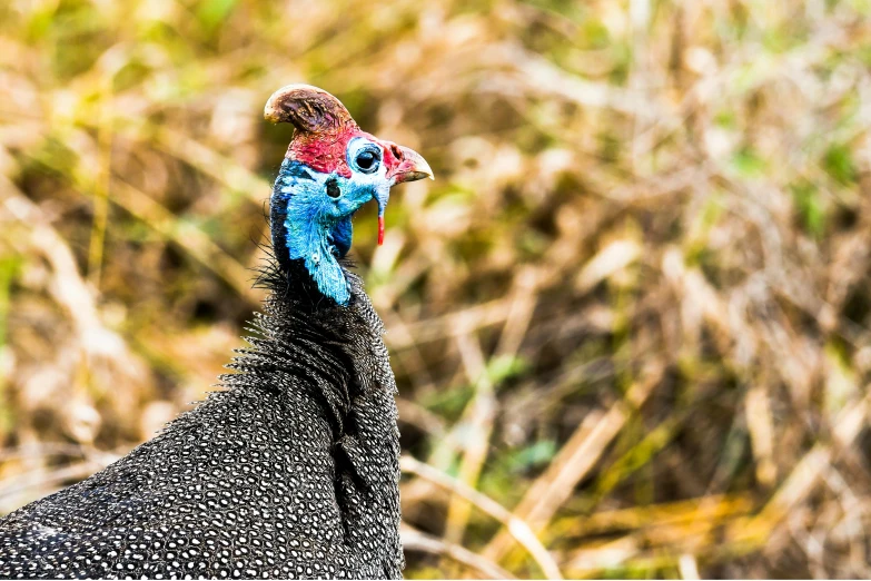 a close up of a bird in a field, blue mohawk, turkey, avatar image, tourist photo