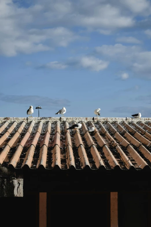 a group of birds sitting on top of a roof, in spain, lined up horizontally, gambrel roof, long neck