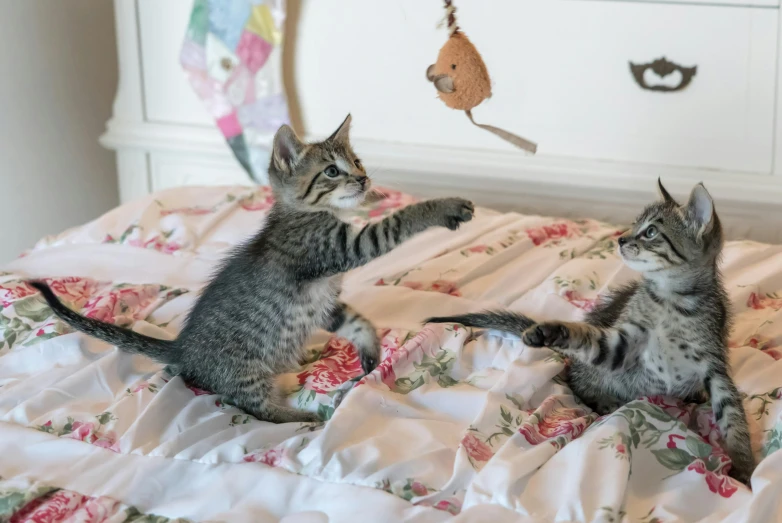 a couple of kittens laying on top of a bed, by Julia Pishtar, pexels contest winner, kitsch movement, playing games, hanging, opening shot, in a medium full shot
