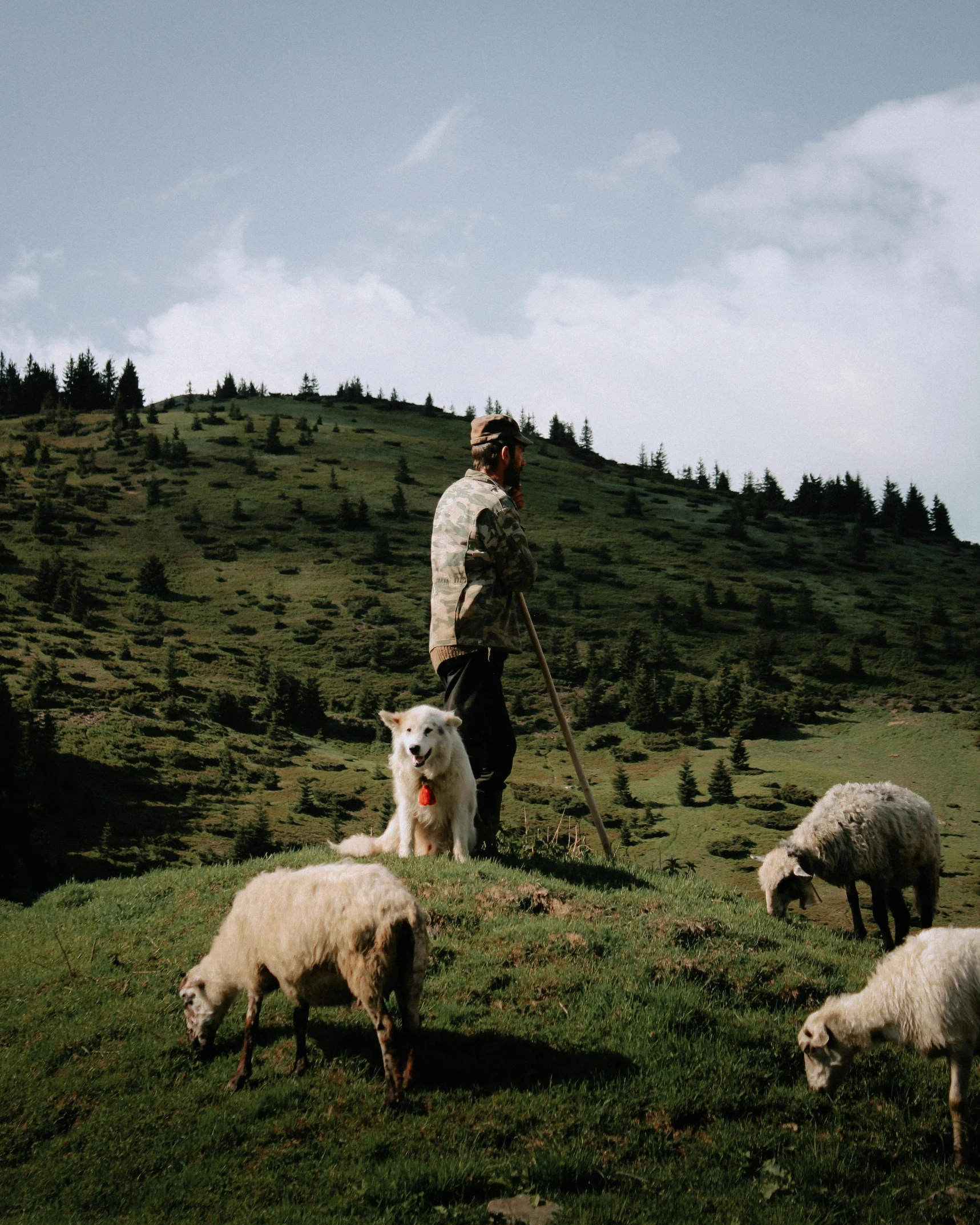 a man standing on top of a lush green hillside, by Emma Andijewska, pexels contest winner, sheep wool, with dogs, man holding spear, basil gogos