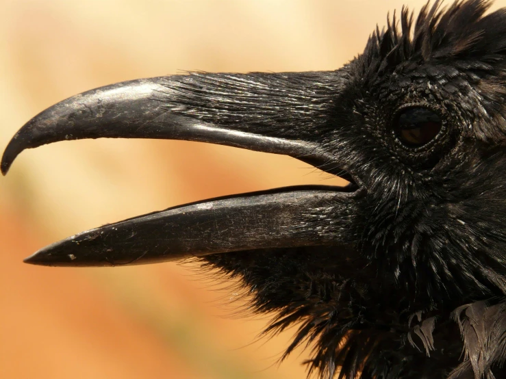 a close up of a black bird with a long beak, an album cover, by Gonzalo Endara Crow, pexels contest winner, hurufiyya, raven hair, photographed for reuters, closeup of an adorable, sharp fangs and tusks