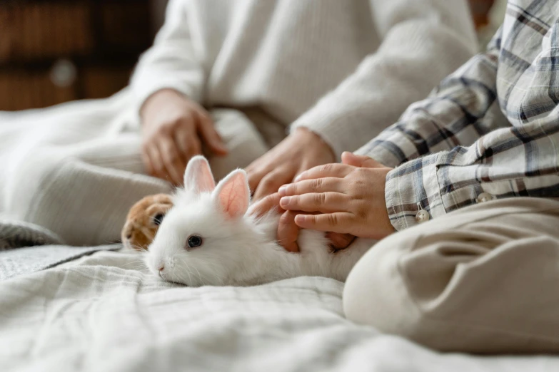 a person petting a white rabbit on a bed, husband wife and son, peaceful looking animals, multiple stories, small dog