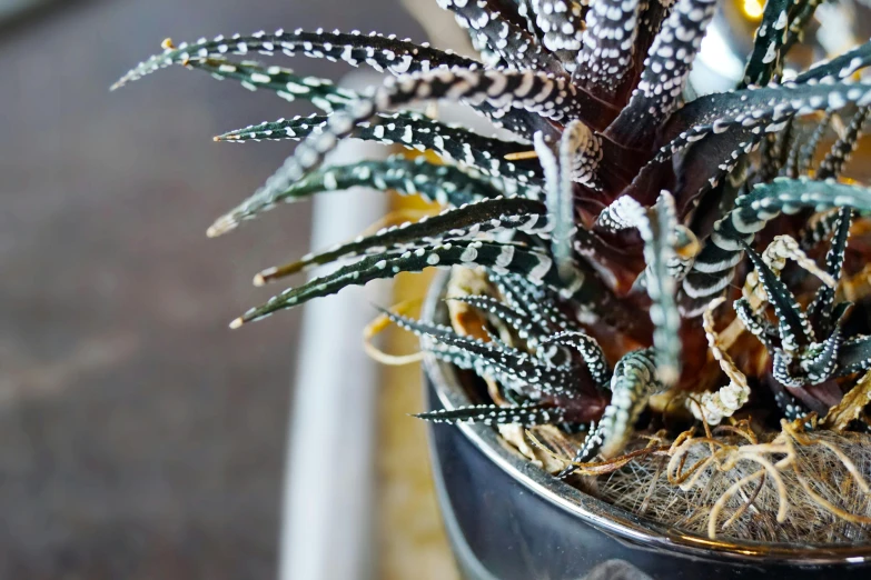 a close up of a potted plant on a table, by Carey Morris, hurufiyya, spiky tentacles, silver dechroic details, no cropping, multiple stories