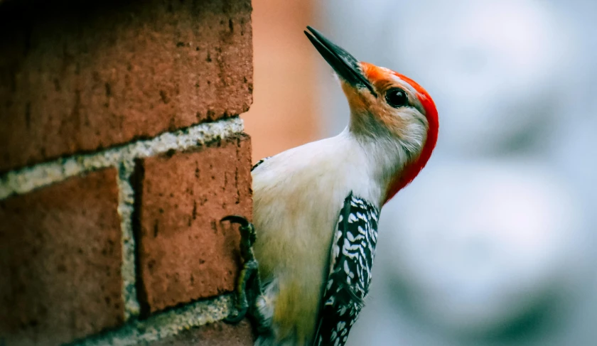 a close up of a bird on a brick wall