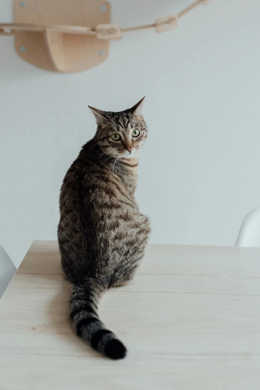 a cat sitting on top of a wooden table, unsplash, minimalism, looking distracted and awkward, on a white table, gif, a tall