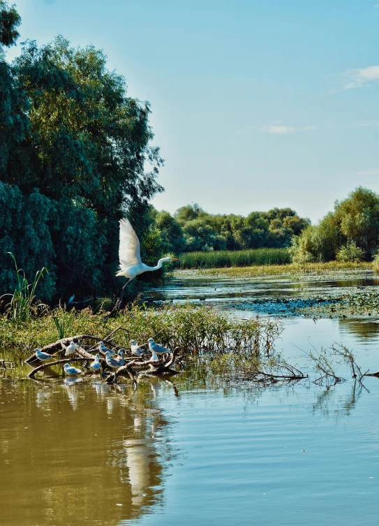 a bird flying over a body of water, on a riverbank, lush wildlife, southern slav features, slide show