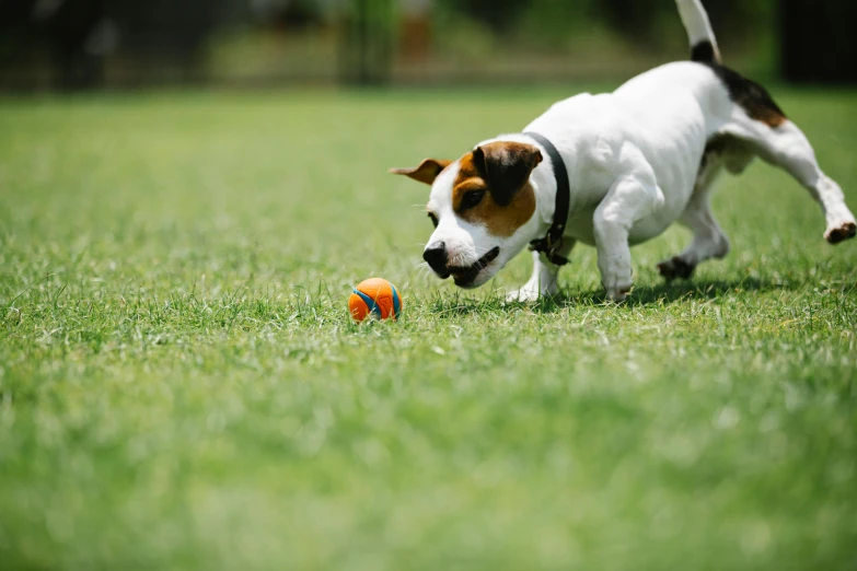 a small brown and white dog playing with a ball, pexels contest winner, 15081959 21121991 01012000 4k, square, lawns, an orange