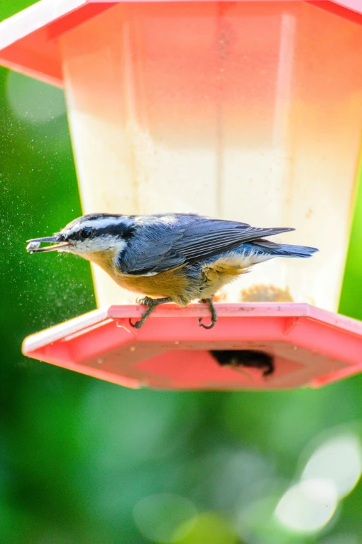 a bird sitting on top of a bird feeder, at full stride, snout under visor, blue and yellow fauna, up close