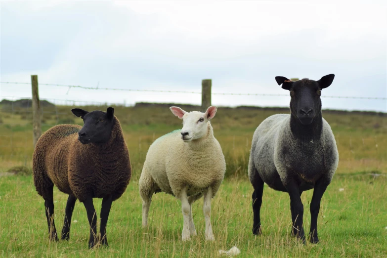 three sheep standing next to each other in a field, a portrait, by Rachel Reckitt, unsplash, fan favorite, multi - coloured, no cropping, orkney islands