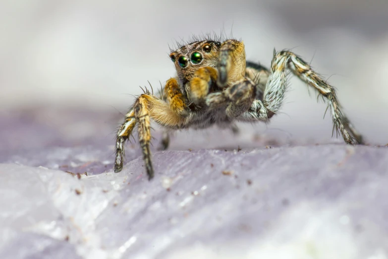 a close up of a jumping spider on a leaf, pexels contest winner, hurufiyya, standing on a shelf, grey, slide show, spider legs large