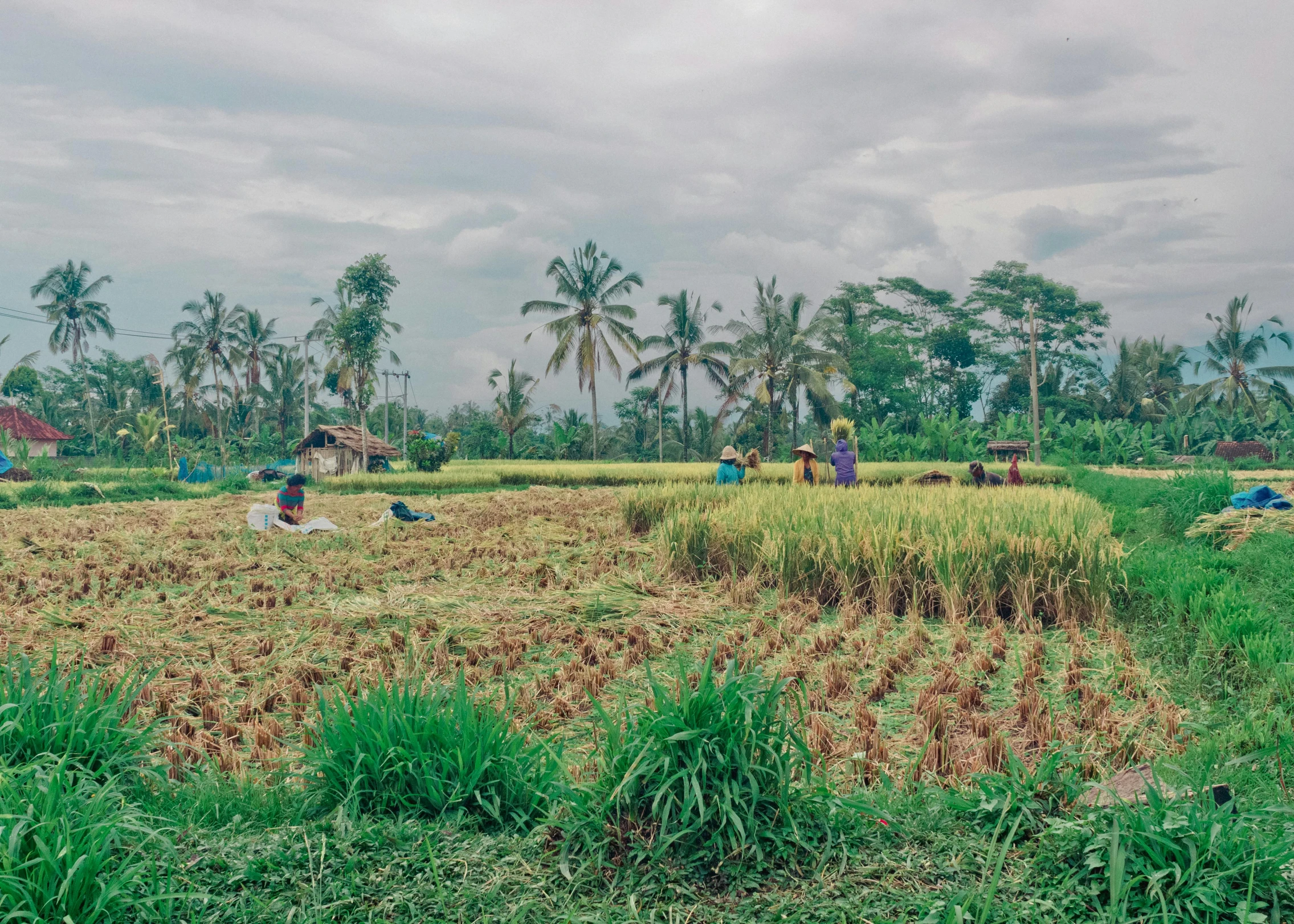 a group of people working in a rice field, by Daniel Lieske, pexels contest winner, kodak portra, background image, neighborhood, coloured photo