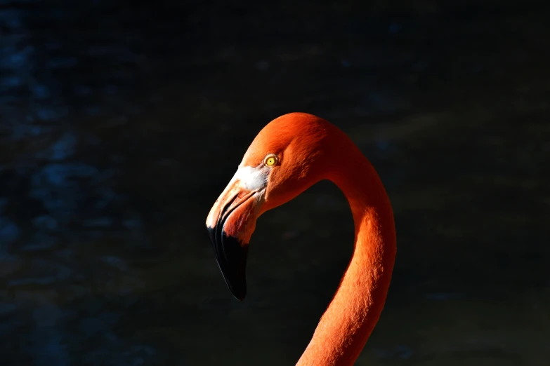 a flamingo standing in front of a body of water, by Alejandro Obregón, pexels contest winner, close up head shot, 🦩🪐🐞👩🏻🦳, low key, vibrant orange