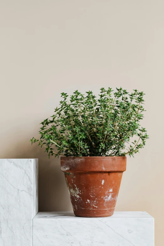 a potted plant sitting on top of a white shelf, a marble sculpture, trending on pexels, light - brown wall, herb, full frame image, old english