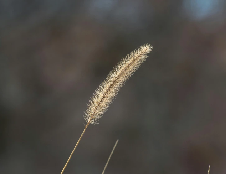 a close up of a plant with a blurry background, unsplash, tonalism, light brown fur, malt, single long stick, paul barson