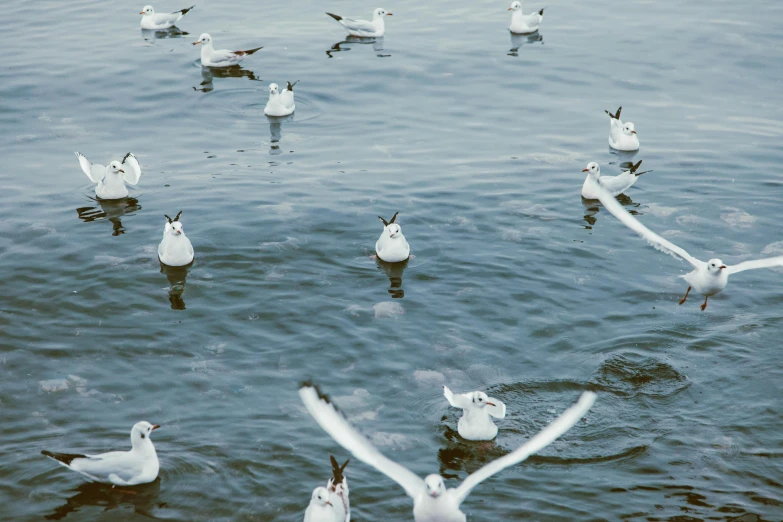 a flock of seagulls floating on top of a body of water, pexels contest winner, birds eye, thumbnail, white, graphic print