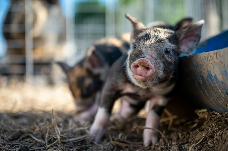 a couple of small pigs standing next to each other, unsplash, australian, multiple stories, close - up photo, thumbnail