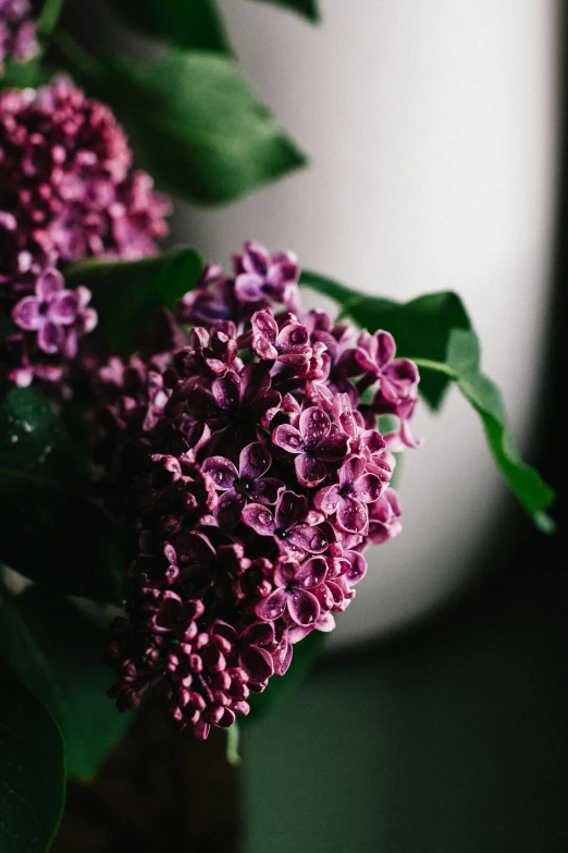 a vase filled with purple flowers on top of a table, by Elsie Few, trending on unsplash, lilacs, lush foliage, close - up profile, full frame image