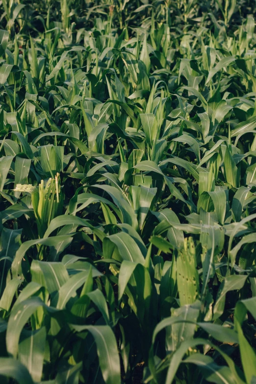 a field of corn with a blue sky in the background, an album cover, unsplash, dark green leaves, full frame image, grainy photo, large)}]