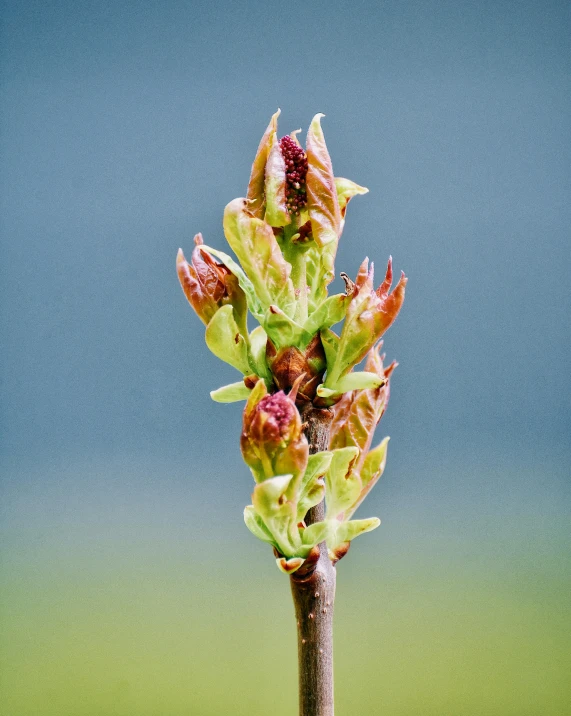 a close up of a flower budding on a twig, taken with sony alpha 9, hyacinth, portrait image, sycamore