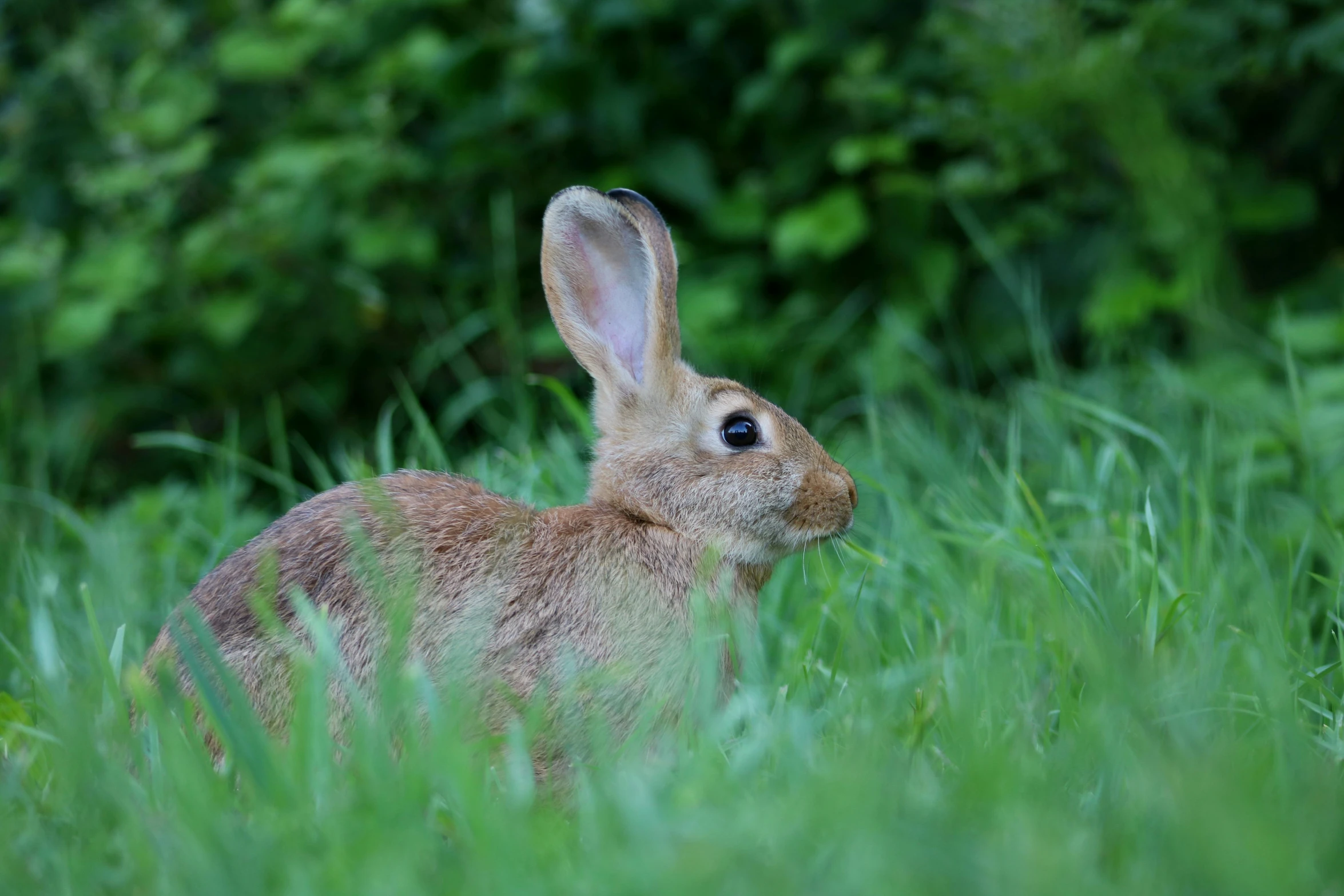 a rabbit that is sitting in the grass