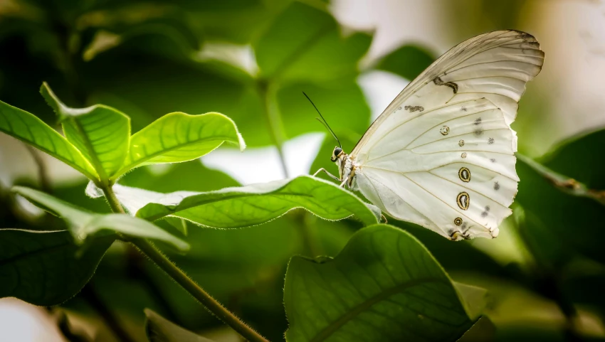 a white butterfly sitting on top of a green leaf, pexels contest winner, biodome, perched in a tree, museum quality photo, majestic light