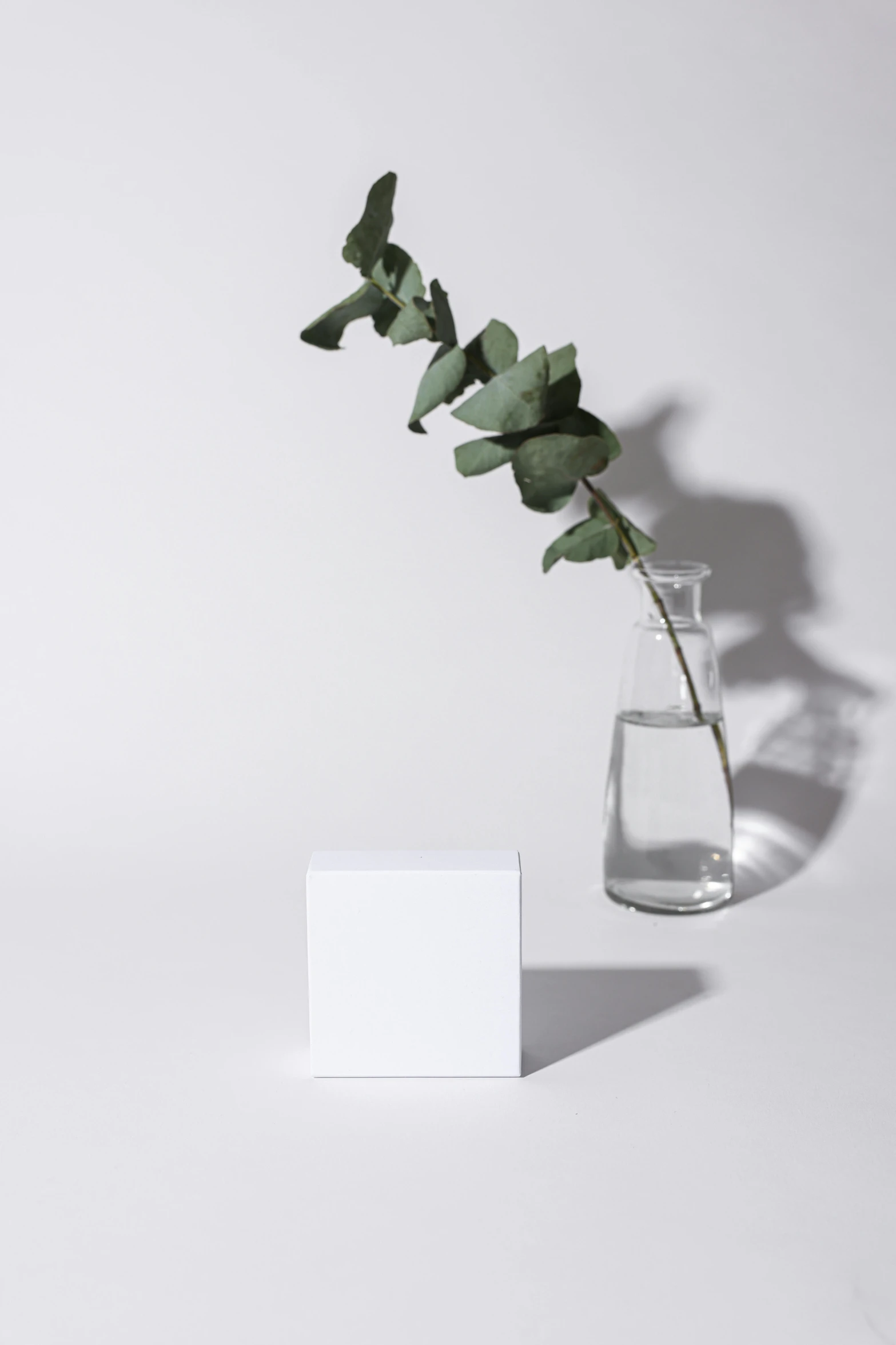 a close up of a vase with a plant in it, inspired by Robert Mapplethorpe, minimalism, translucent cube, white box, product introduction photo, square facial structure