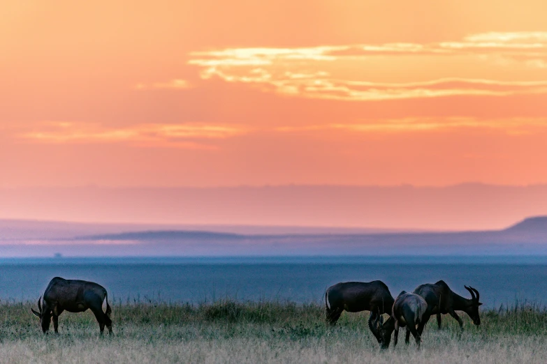 a herd of animals standing on top of a grass covered field, by Juergen von Huendeberg, pexels contest winner, sunset panorama, afar, wyoming, humid evening